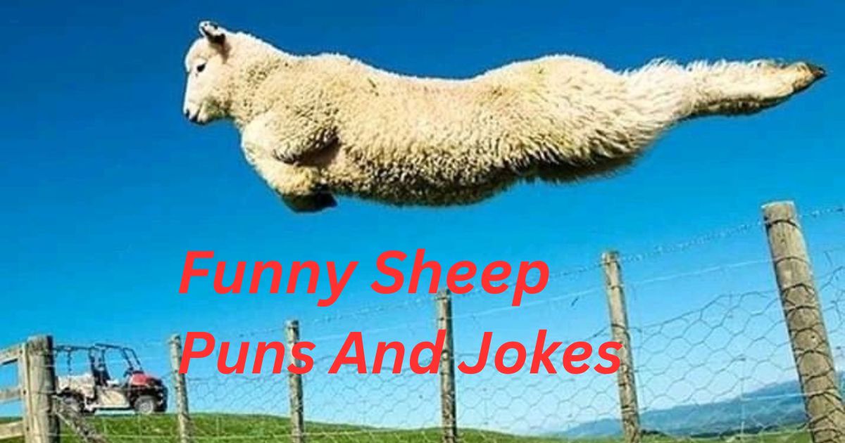 90+ Funny Sheep Puns And Jokes