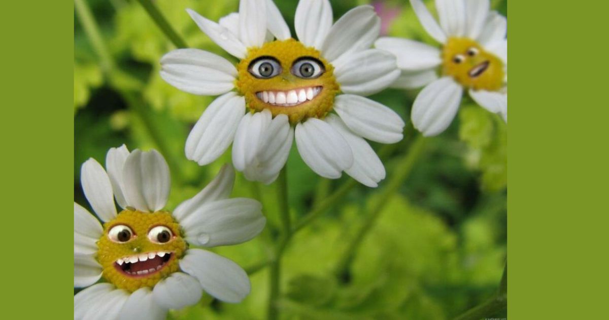 +140 Funny Flower Puns And Jokes